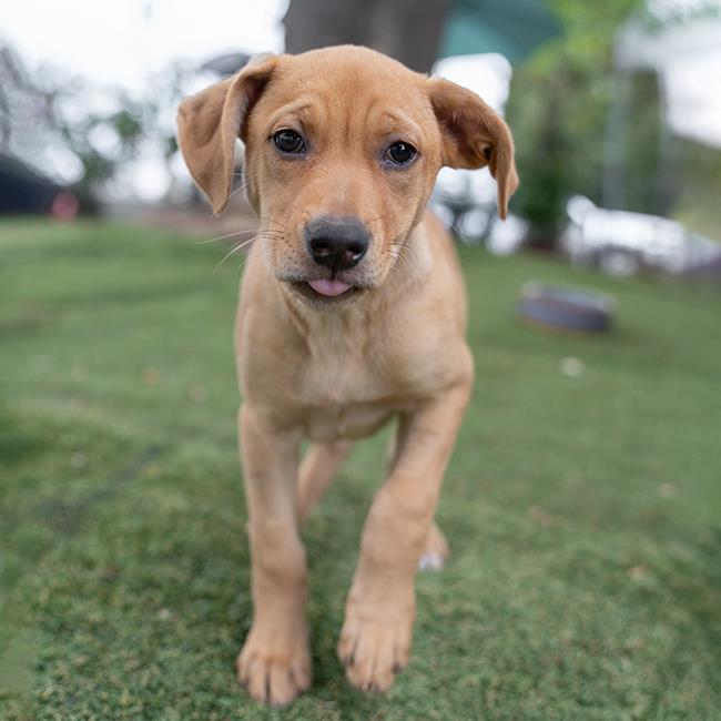 Ballet Pup - Chasse