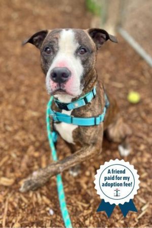 Cousin Randy, Adult Male Mixed Breed