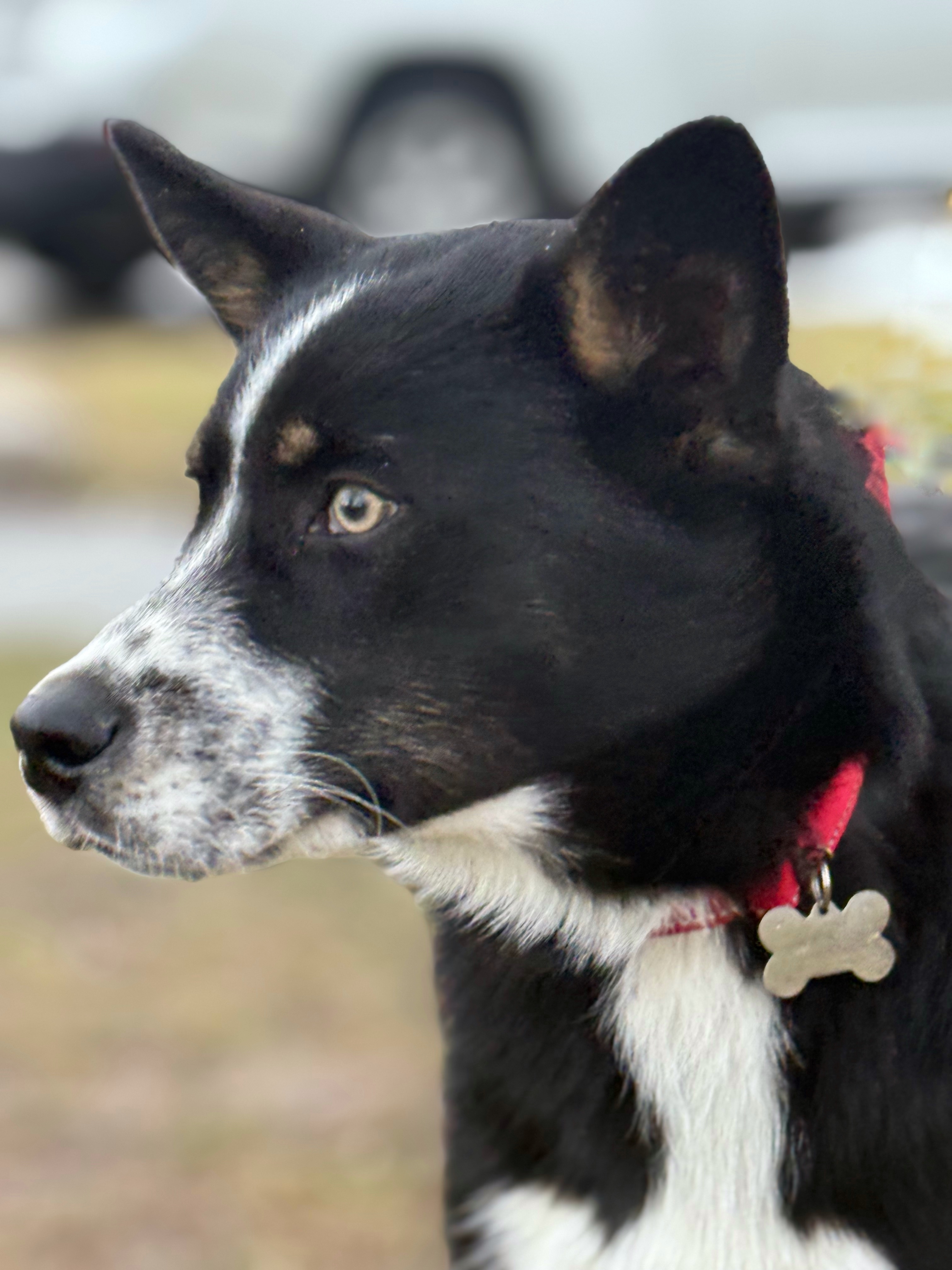 Johnny (JJ), an adoptable Husky, Border Collie in Twin Falls, ID, 83301 | Photo Image 1