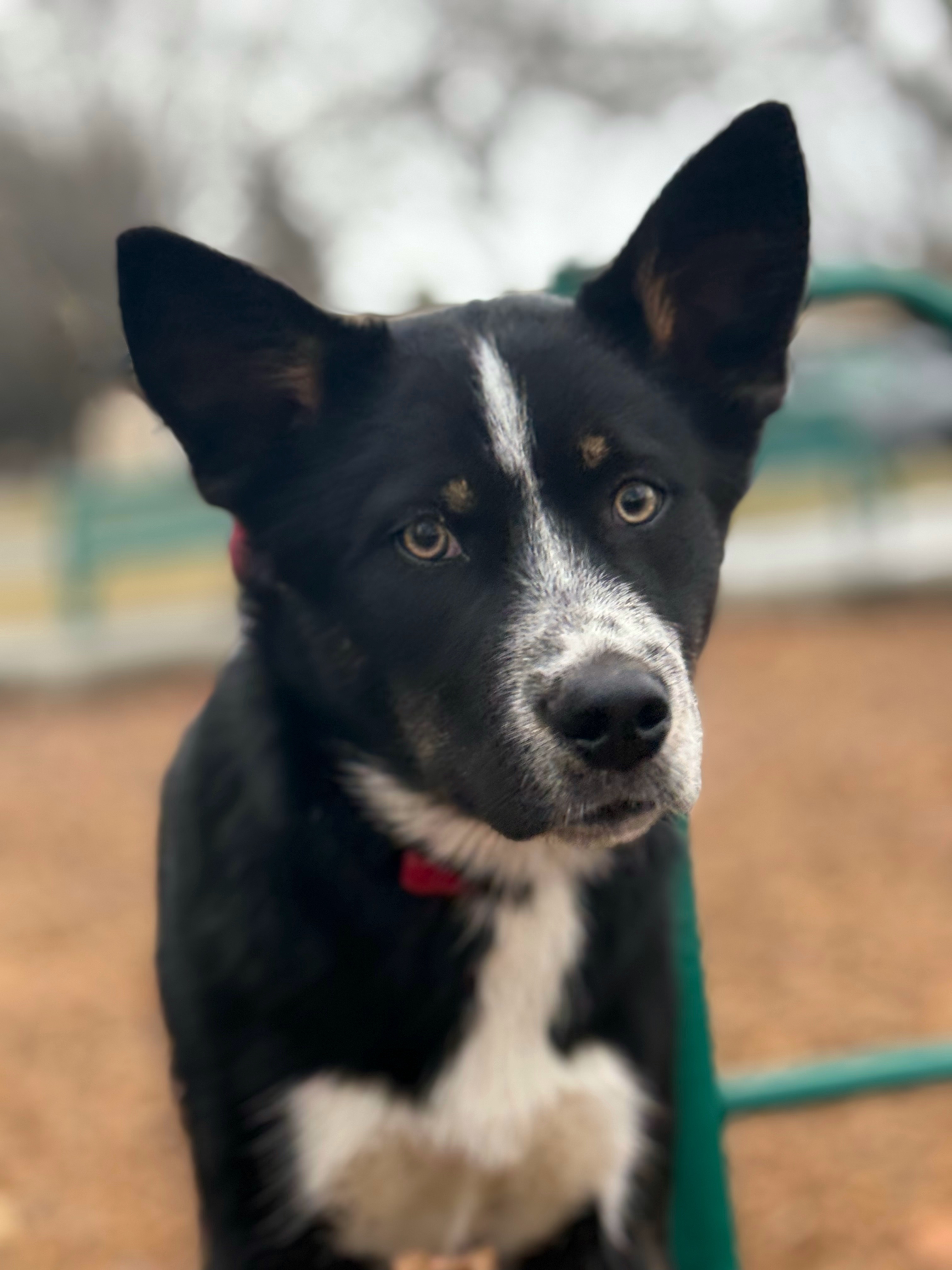 Johnny (JJ), an adoptable Husky, Border Collie in Twin Falls, ID, 83301 | Photo Image 2