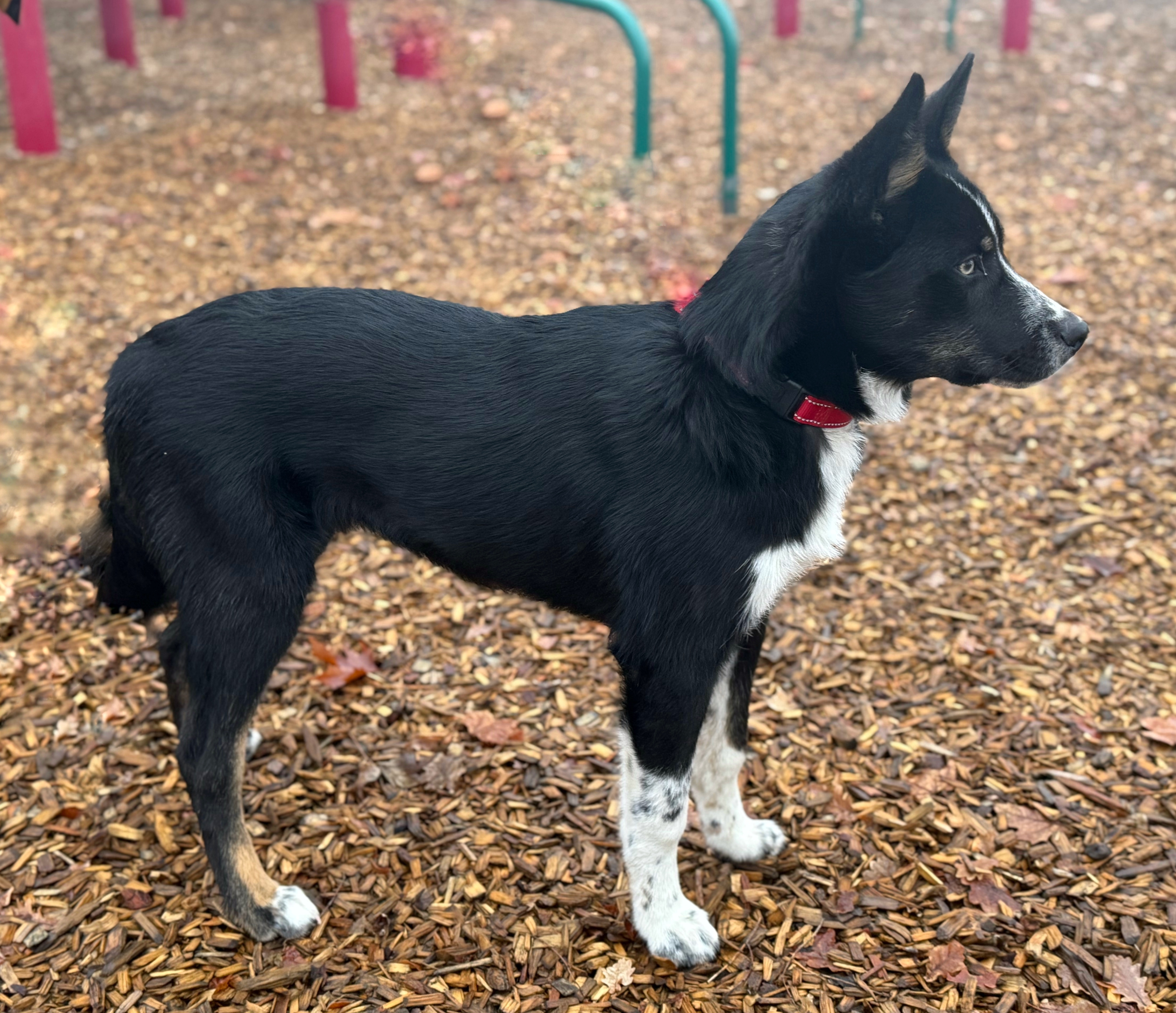 Johnny (JJ), an adoptable Husky, Border Collie in Twin Falls, ID, 83301 | Photo Image 3