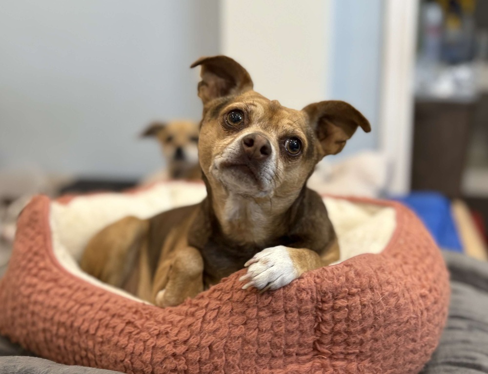Puppy, an adoptable Chihuahua in Cortez, CO, 81321 | Photo Image 1