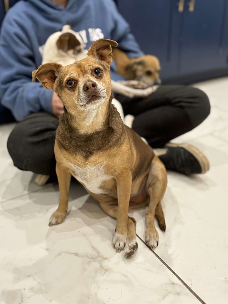 Puppy, an adoptable Chihuahua in Cortez, CO, 81321 | Photo Image 3