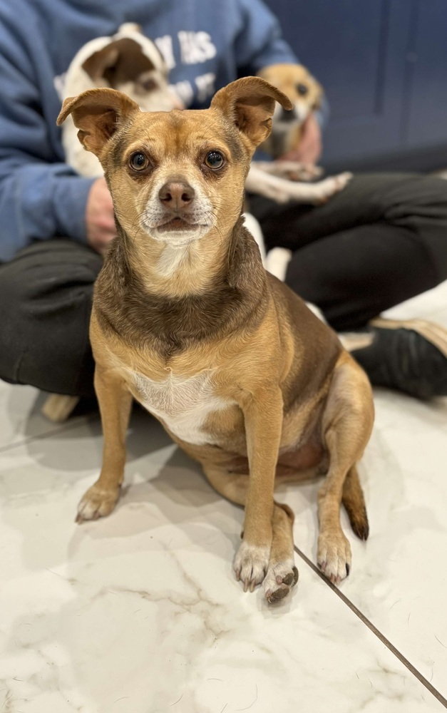 Puppy, an adoptable Chihuahua in Cortez, CO, 81321 | Photo Image 4