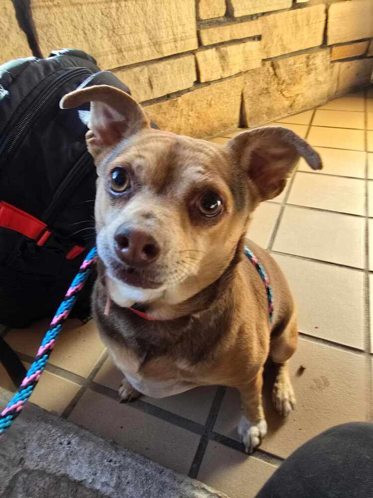 Puppy, an adoptable Chihuahua in Cortez, CO, 81321 | Photo Image 5