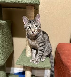 Rafa, Young Male Domestic Short Hair