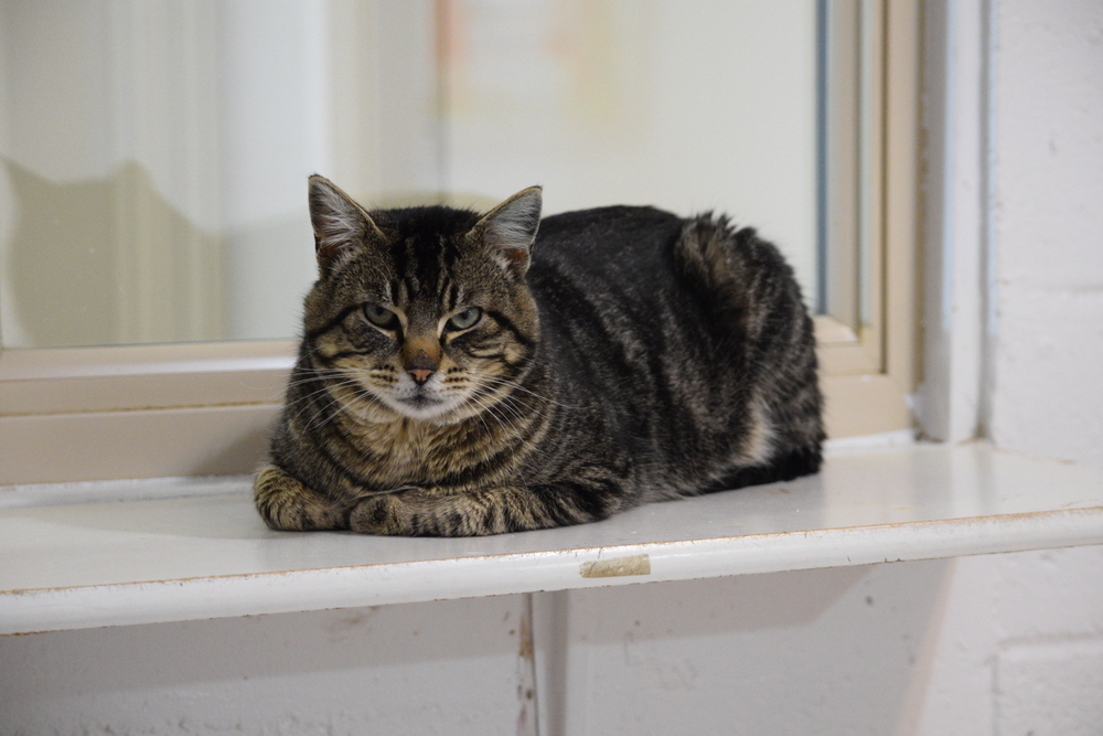 Valentino, an adoptable Domestic Short Hair in Salmon, ID, 83467 | Photo Image 1