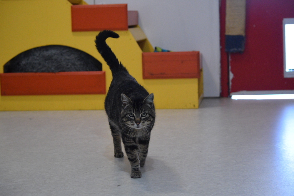 Valentino, an adoptable Domestic Short Hair in Salmon, ID, 83467 | Photo Image 2