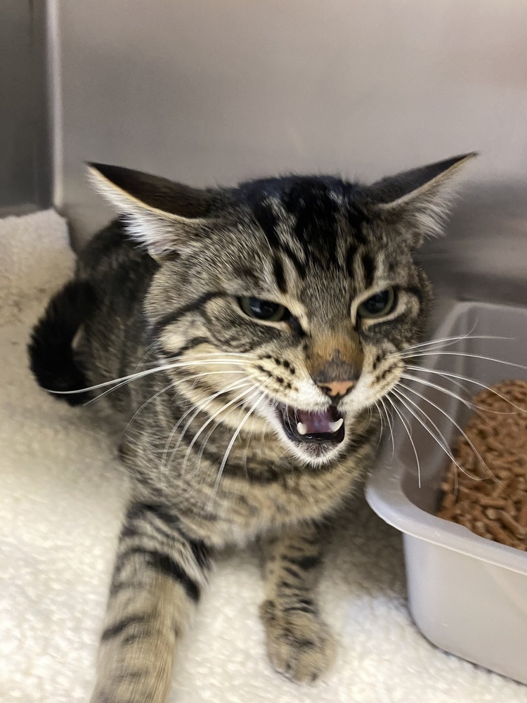 Valentino, an adoptable Domestic Short Hair in Salmon, ID, 83467 | Photo Image 3