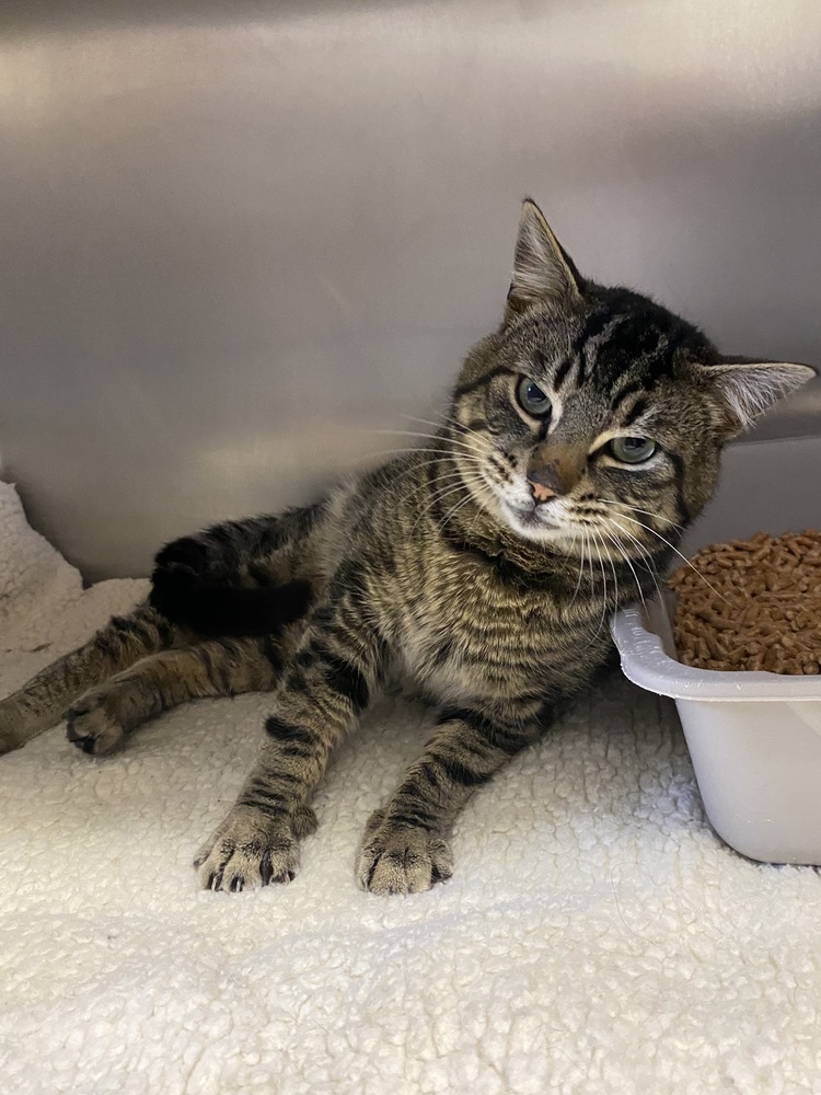 Valentino, an adoptable Domestic Short Hair in Salmon, ID, 83467 | Photo Image 4