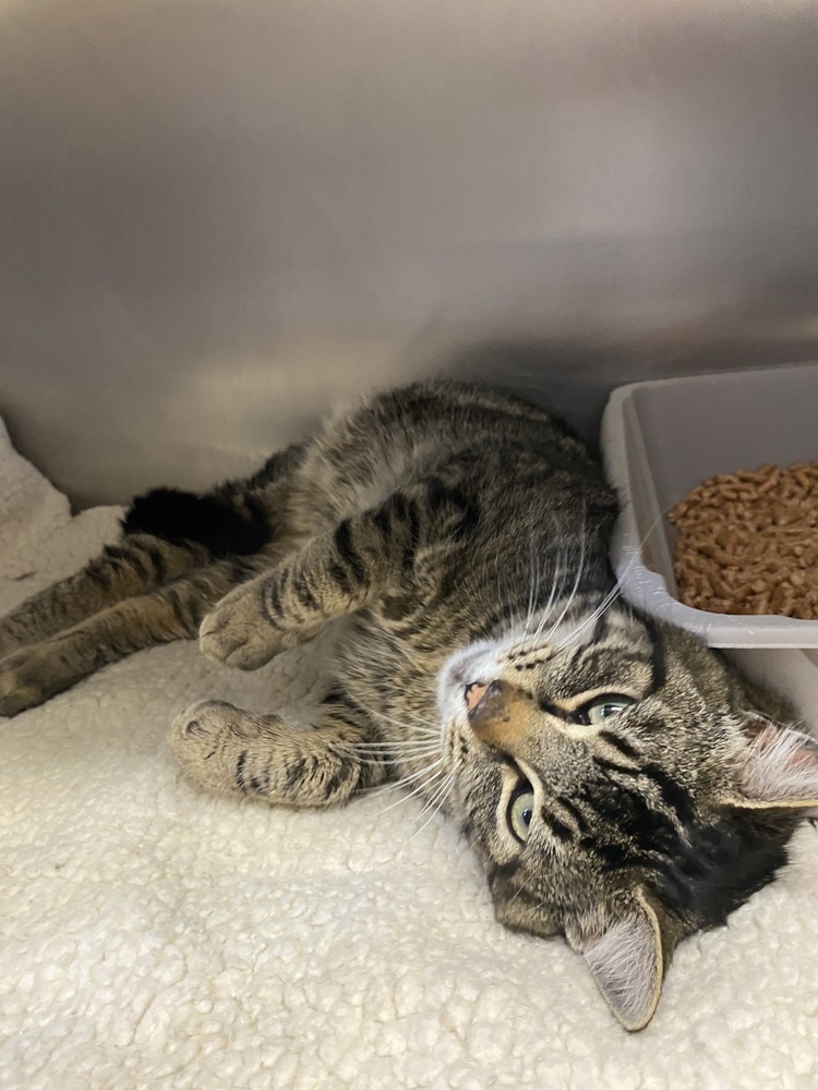 Valentino, an adoptable Domestic Short Hair in Salmon, ID, 83467 | Photo Image 5