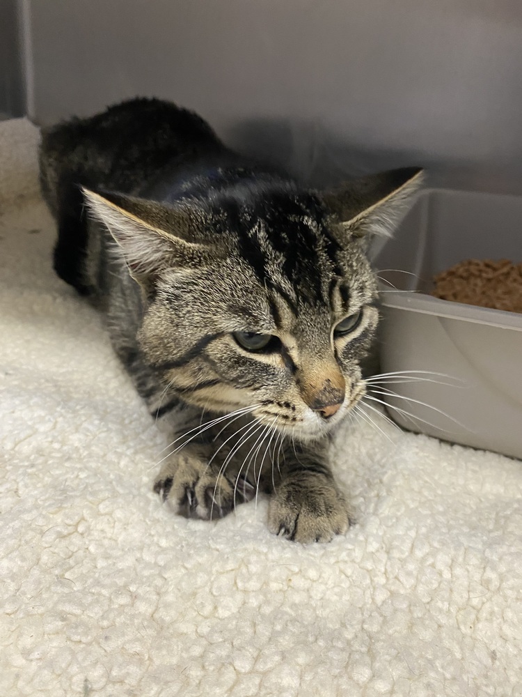 Valentino, an adoptable Domestic Short Hair in Salmon, ID, 83467 | Photo Image 6