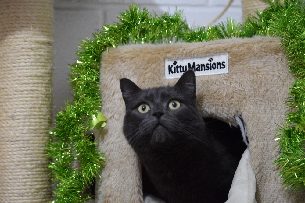 Shiska, an adoptable Russian Blue in Salmon, ID, 83467 | Photo Image 1