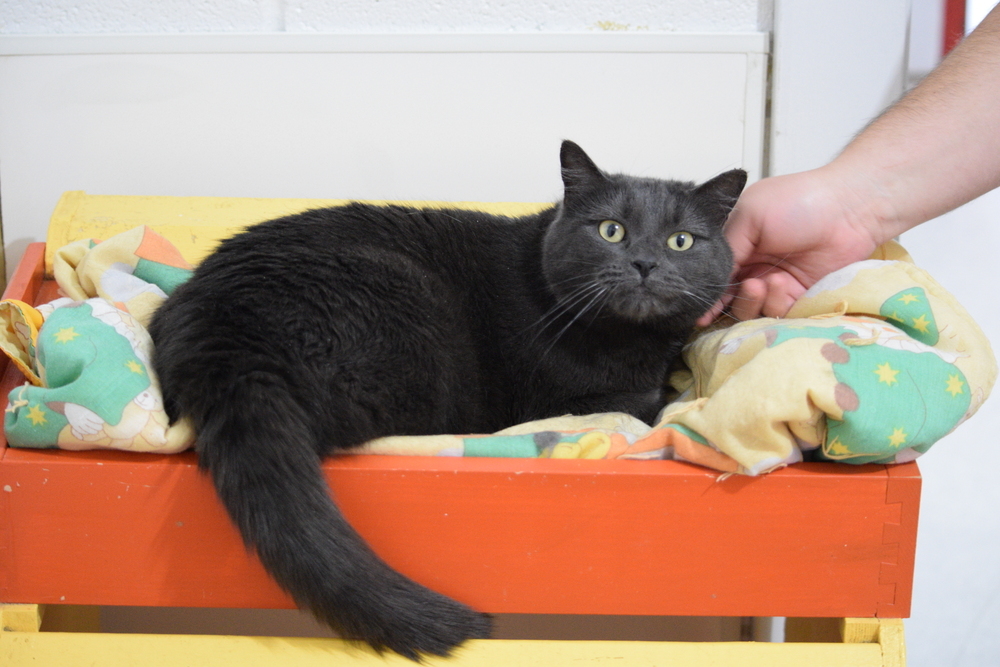 Shiska, an adoptable Russian Blue in Salmon, ID, 83467 | Photo Image 1