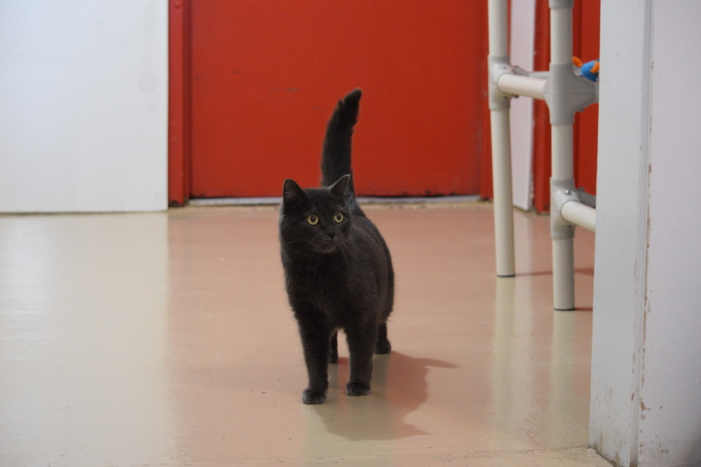 Shiska, an adoptable Russian Blue in Salmon, ID, 83467 | Photo Image 2