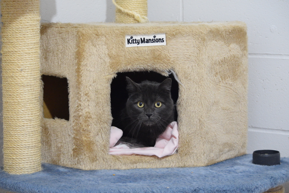 Shiska, an adoptable Russian Blue in Salmon, ID, 83467 | Photo Image 3