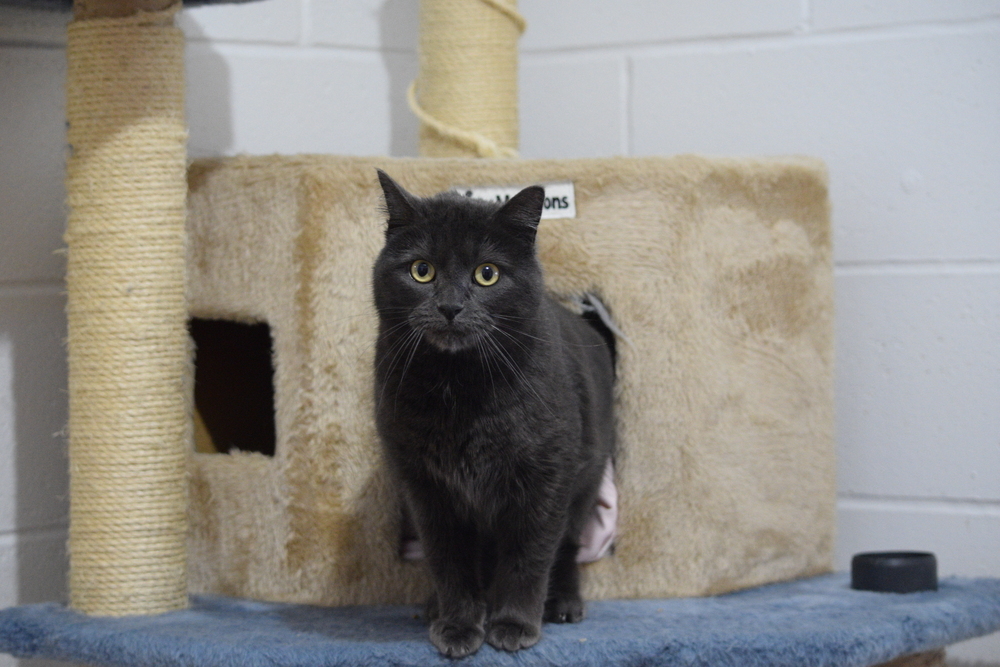 Shiska, an adoptable Russian Blue in Salmon, ID, 83467 | Photo Image 4