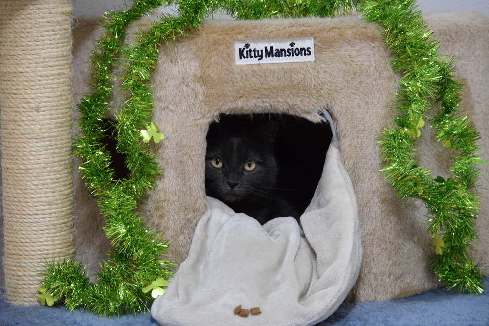 Shiska, an adoptable Russian Blue in Salmon, ID, 83467 | Photo Image 5