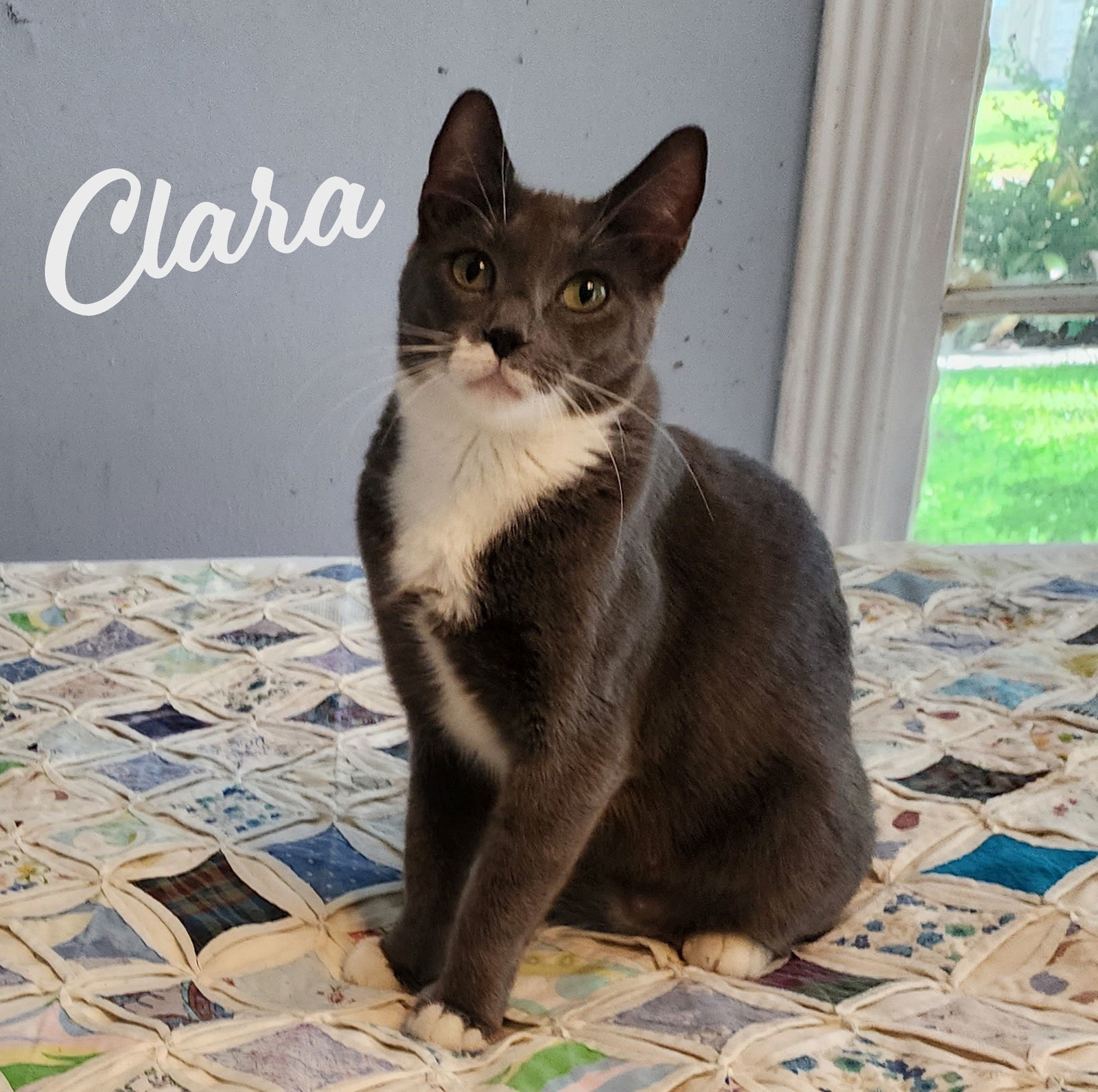 Clara #dainty-green-eyed-beauty