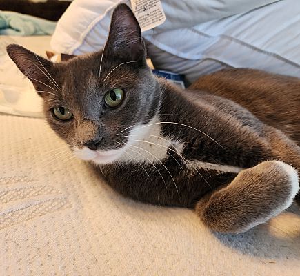 Clara #dainty-green-eyed-beauty