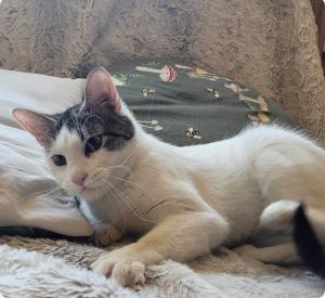 Minnie, Young Female Domestic Short Hair