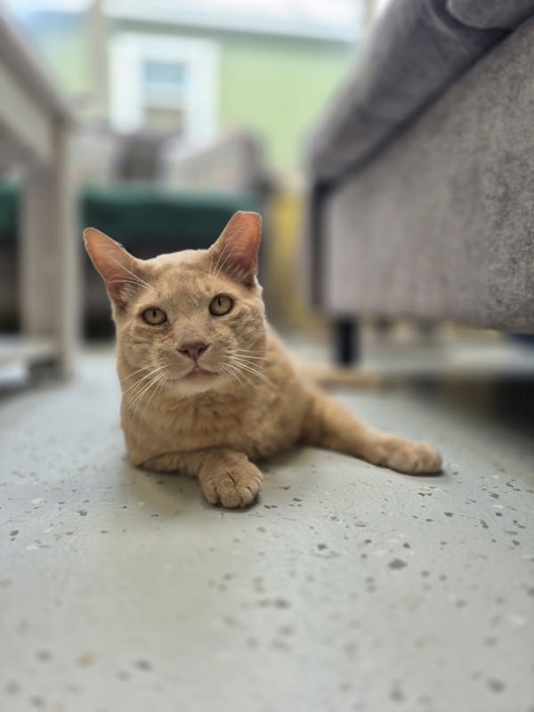 Creamsicle
