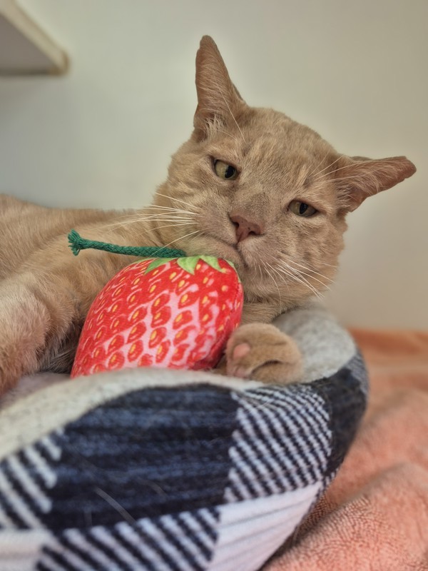 Creamsicle
