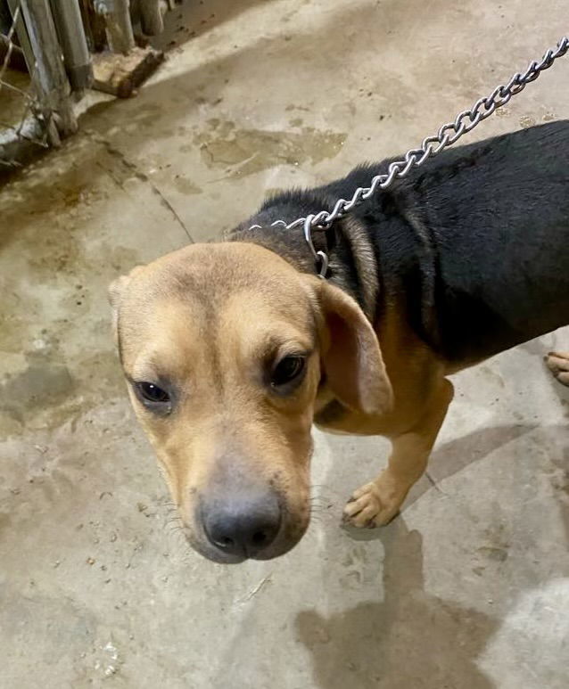 Hannah MO, an adoptable Labrador Retriever, Black and Tan Coonhound in Midway, UT, 84049 | Photo Image 1