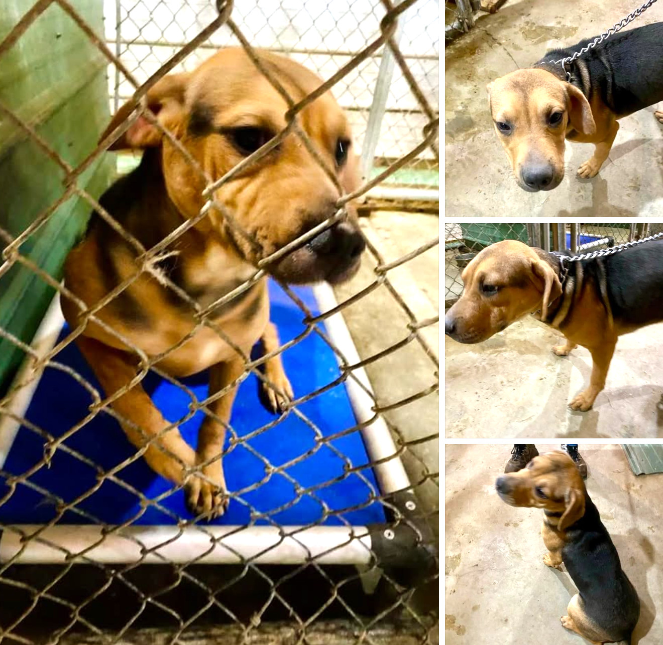 Hannah, an adoptable Labrador Retriever, Black and Tan Coonhound in Midway, UT, 84049 | Photo Image 2