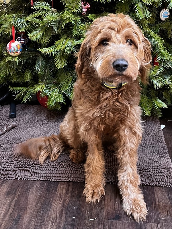 Cross Posting - Zelda, an adoptable Labradoodle in Silverdale, WA, 98383 | Photo Image 1