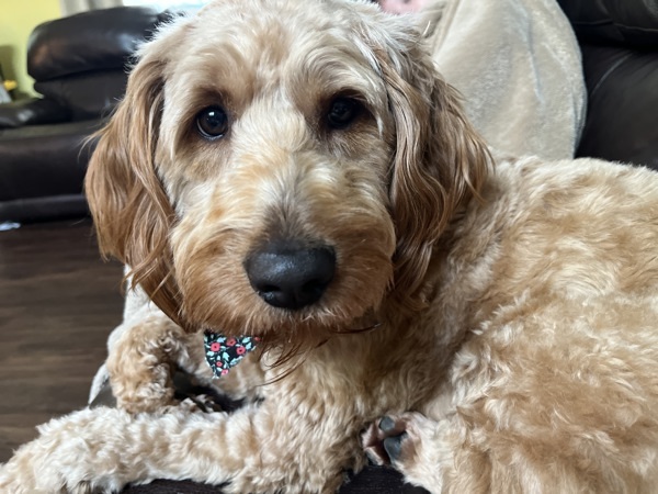 Cross Posting - Zelda, an adoptable Labradoodle in Silverdale, WA, 98383 | Photo Image 2