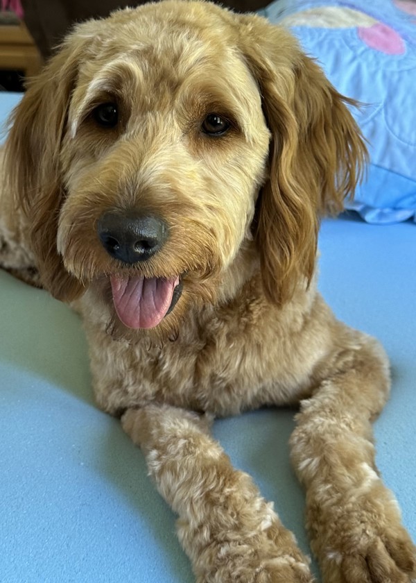 Cross Posting - Zelda, an adoptable Labradoodle in Silverdale, WA, 98383 | Photo Image 3