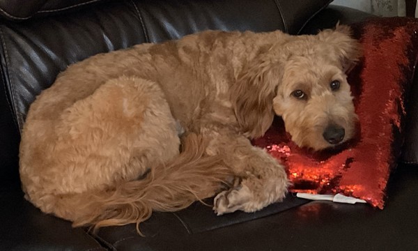 Cross Posting - Zelda, an adoptable Labradoodle in Silverdale, WA, 98383 | Photo Image 4