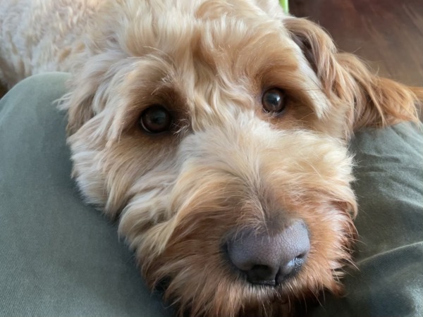 Cross Posting - Zelda, an adoptable Labradoodle in Silverdale, WA, 98383 | Photo Image 5