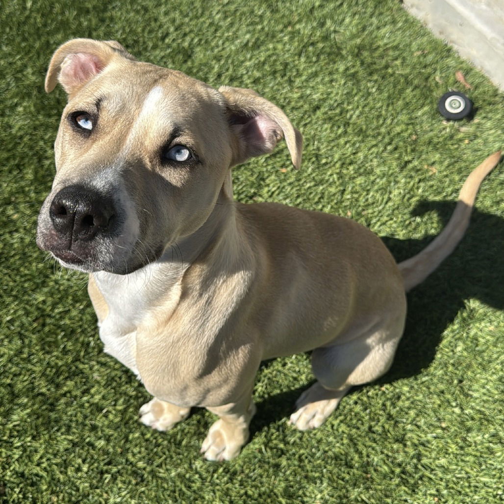 Scout