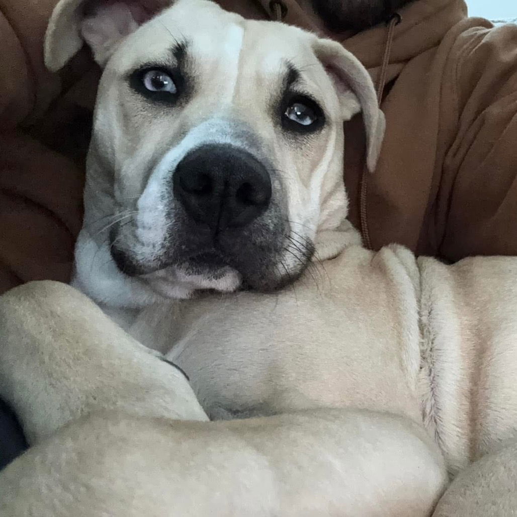 Scout
