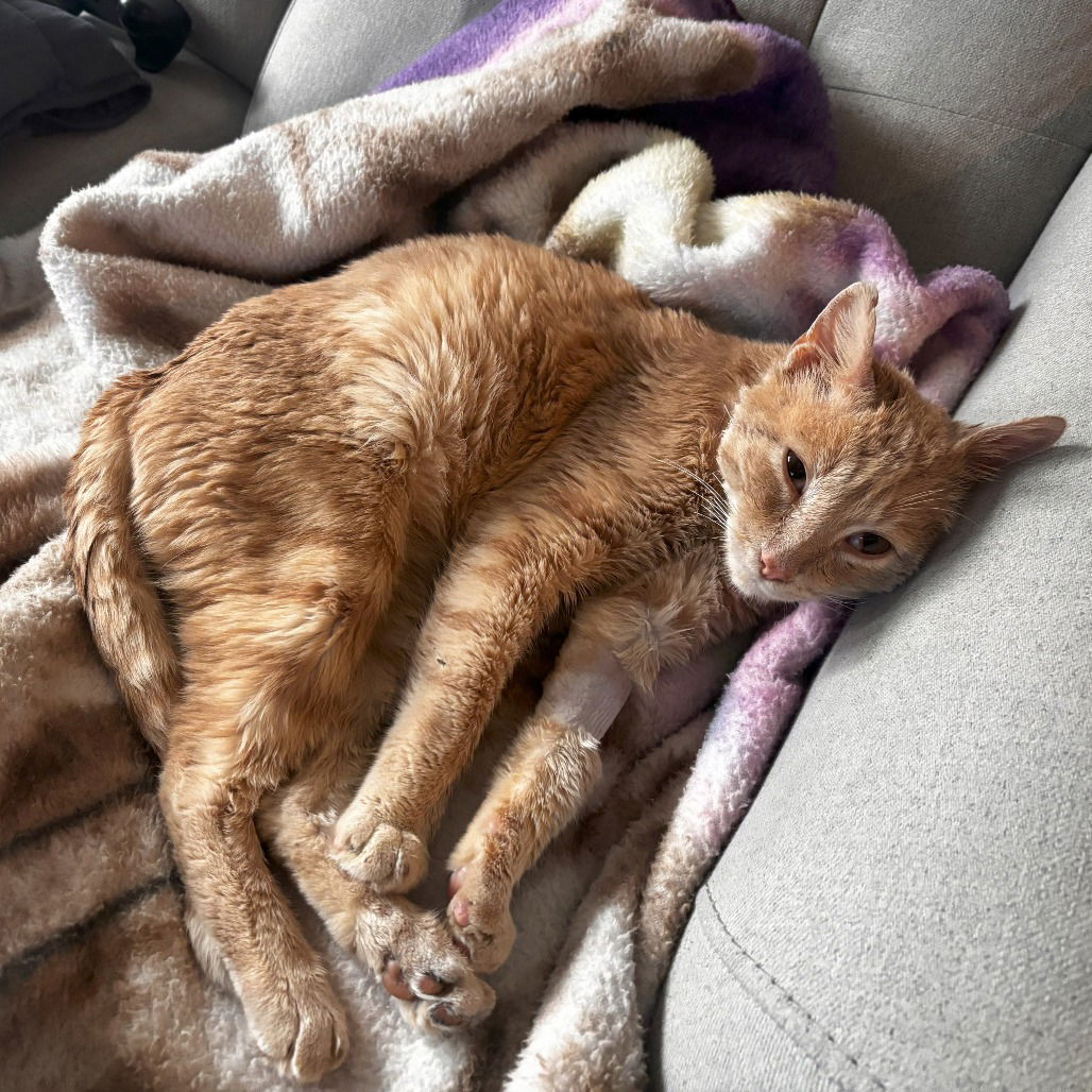 Bartholomeu