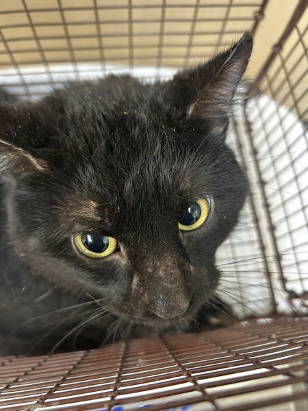 Ivar, an adoptable Domestic Medium Hair in Spokane Valley, WA, 99212 | Photo Image 1