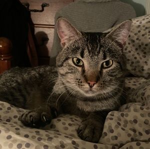Teddy 2, Adult Male Domestic Short Hair