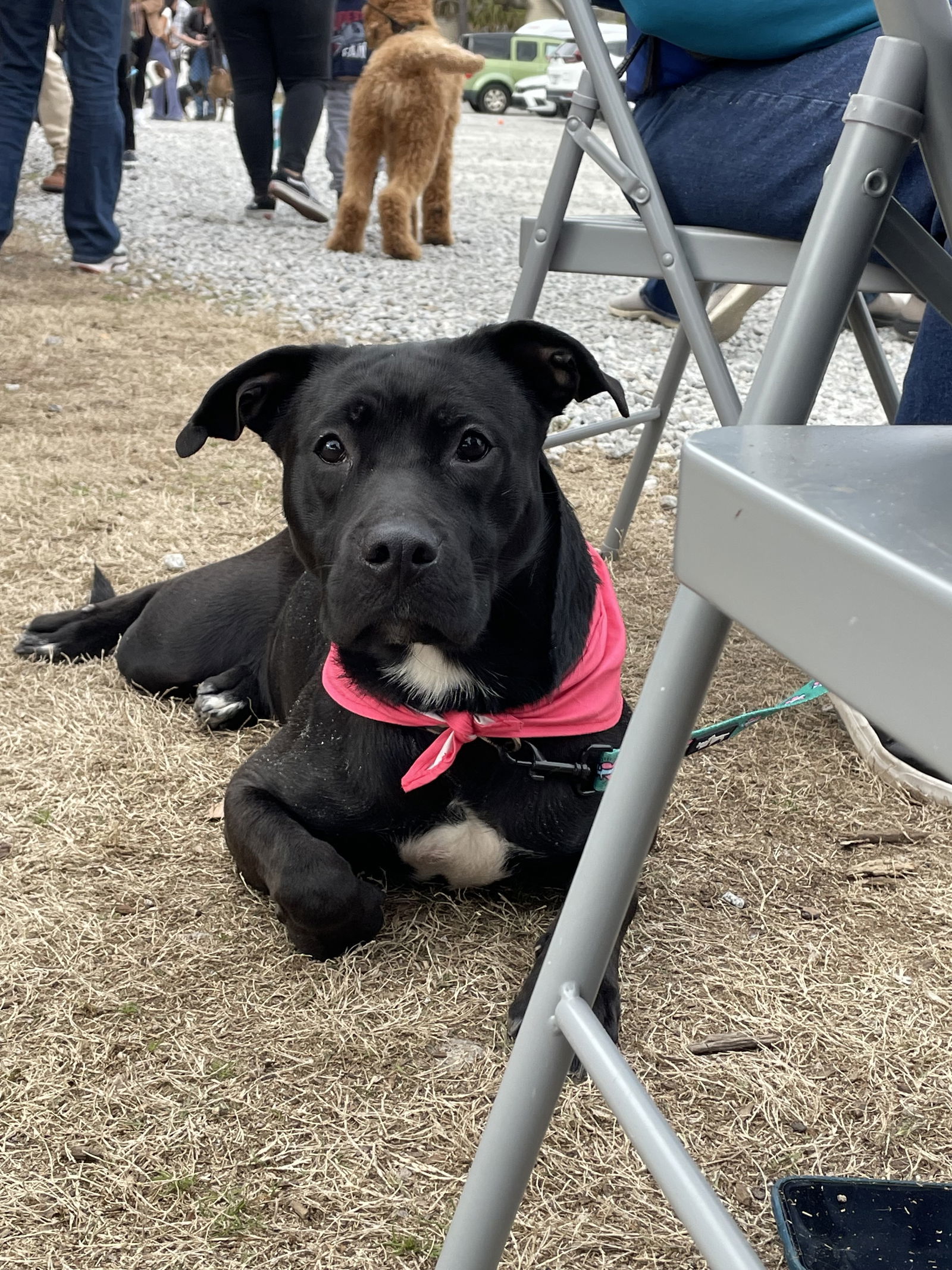 Holly Love-Sponsored Adoption Fee
