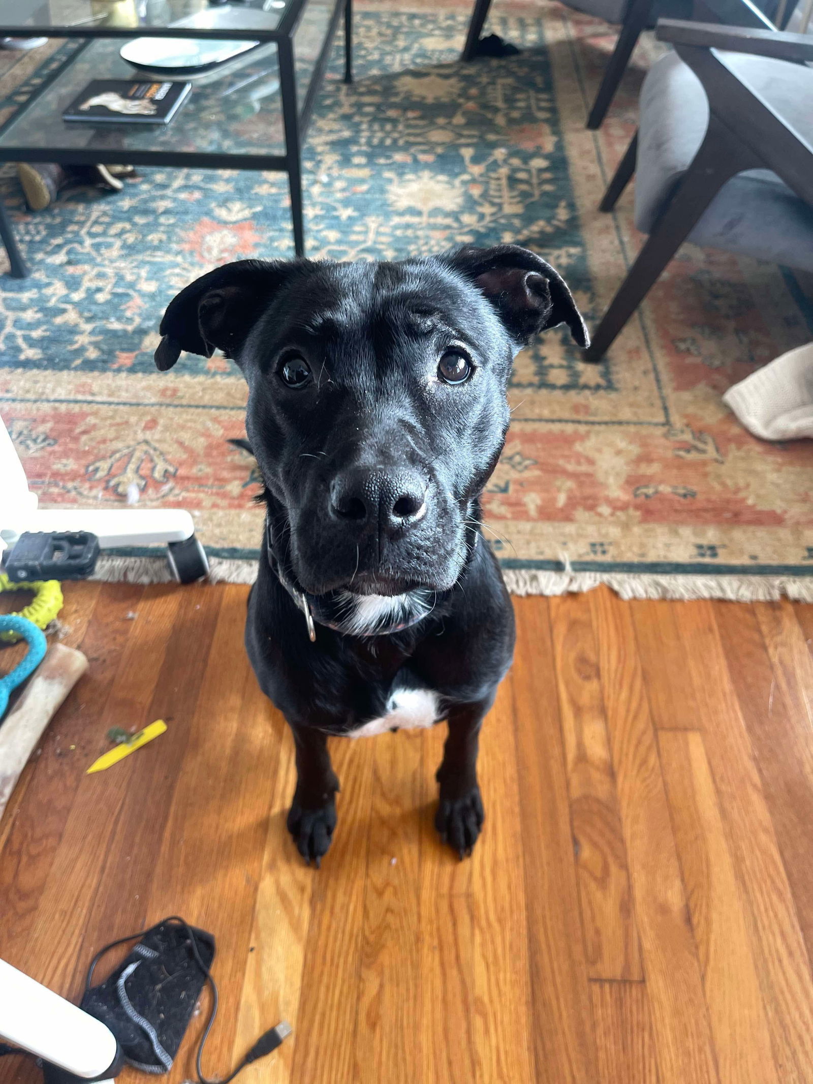 Holly Love-Sponsored Adoption Fee
