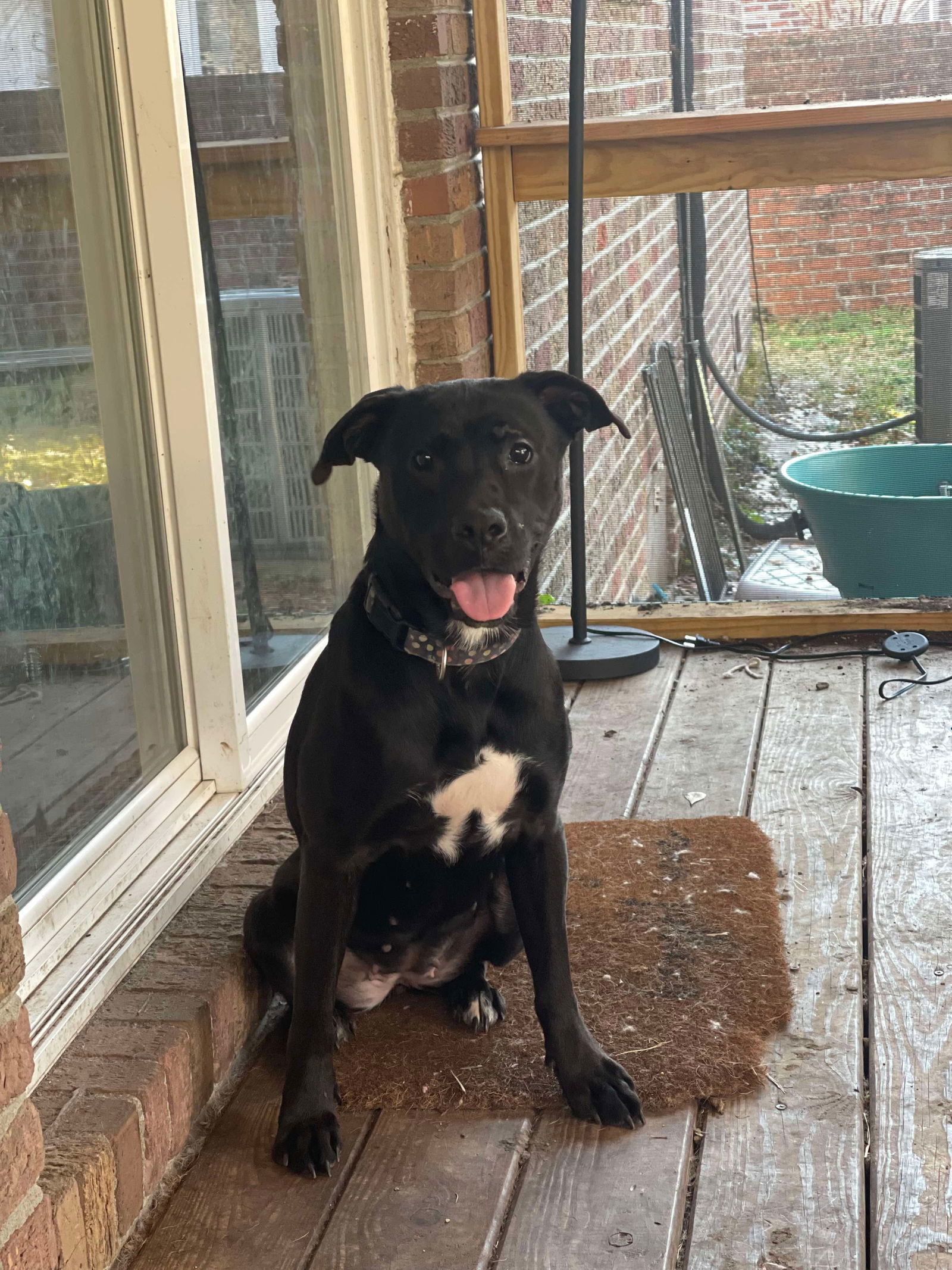 Holly Love-Sponsored Adoption Fee