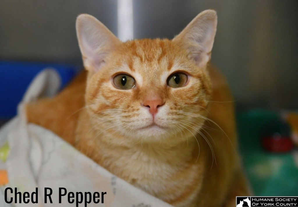 Ched 'R' Pepper