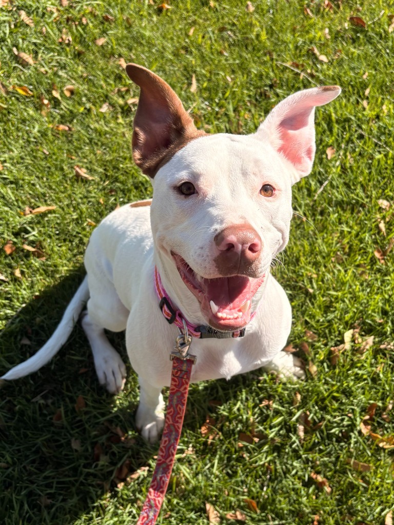 Piglet (Sophie), an adoptable Pit Bull Terrier, Mixed Breed in Heber City, UT, 84032 | Photo Image 1
