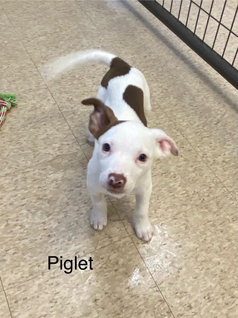 Piglet (Sophie), an adoptable Pit Bull Terrier, Mixed Breed in Heber City, UT, 84032 | Photo Image 2