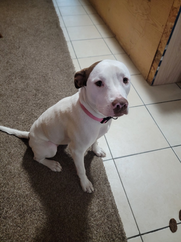 Piglet (Sophie), an adoptable Pit Bull Terrier, Mixed Breed in Heber City, UT, 84032 | Photo Image 3