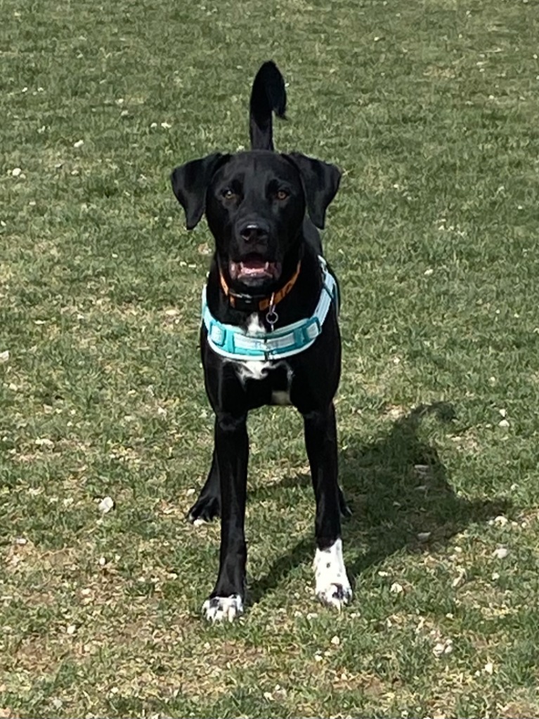 Shadow, an adoptable Labrador Retriever, Border Collie in Heber City, UT, 84032 | Photo Image 1