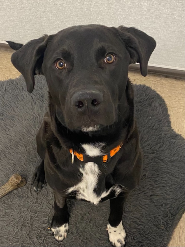 Shadow, an adoptable Labrador Retriever, Border Collie in Heber City, UT, 84032 | Photo Image 2