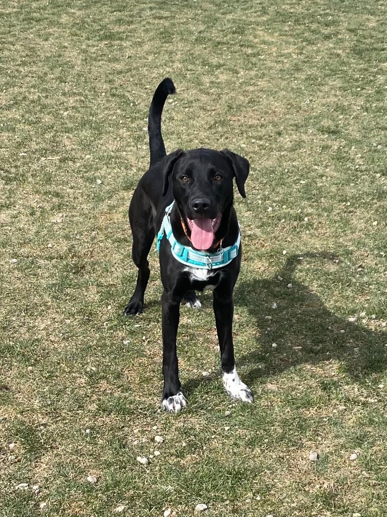 Shadow, an adoptable Labrador Retriever, Border Collie in Heber City, UT, 84032 | Photo Image 3