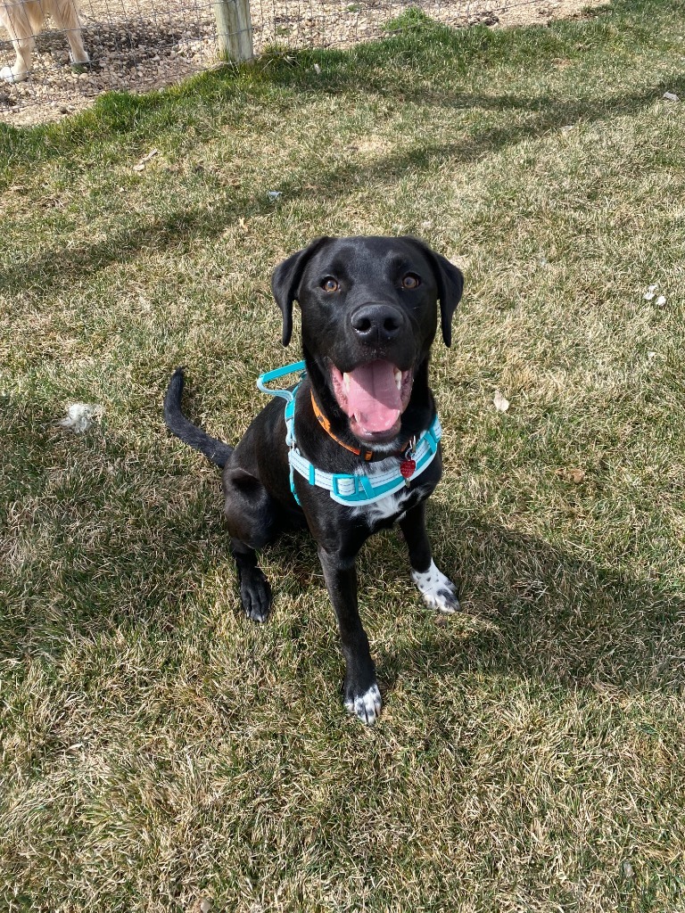 Shadow, an adoptable Labrador Retriever, Border Collie in Heber City, UT, 84032 | Photo Image 4